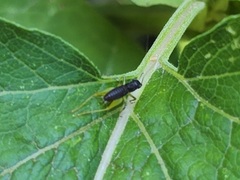 Phyllopalpus pulchellus