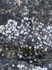 Circinaria contorta