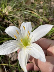 Zephyranthes atamasco