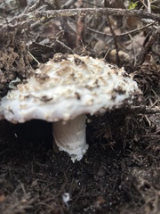 Amanita magniverrucata