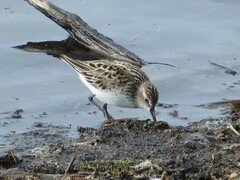 Calidris bairdii