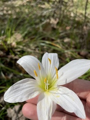 Zephyranthes atamasco