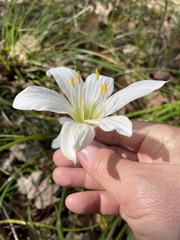 Zephyranthes atamasco