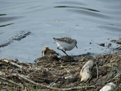 Calidris bairdii