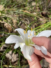 Zephyranthes atamasco