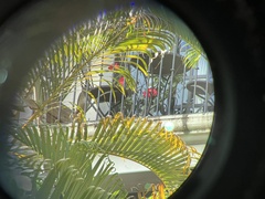 Ortalis poliocephala