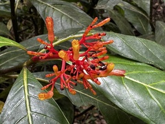 Palicourea crocea