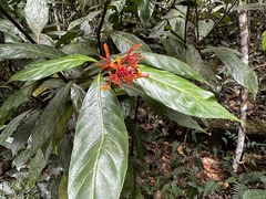 Palicourea crocea