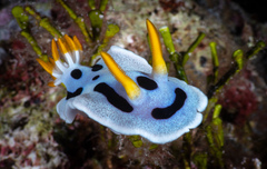 Chromodoris alcalai