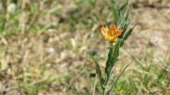 Oenothera mollissima