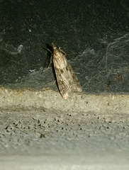 Eudonia angustea