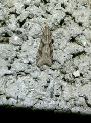 Eudonia angustea