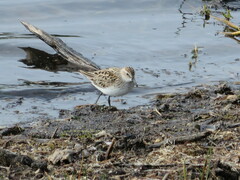 Calidris bairdii
