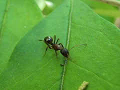 Camponotus subbarbatus
