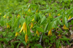 Uvularia