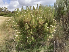 Ozothamnus turbinatus