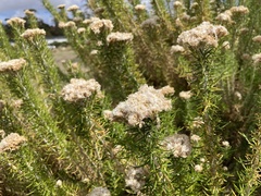 Ozothamnus turbinatus