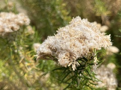 Ozothamnus turbinatus