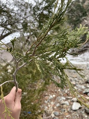 Calocedrus