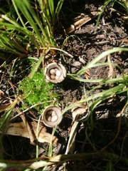 Nidulariaceae