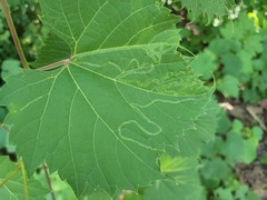 Phyllocnistis vitifoliella