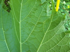 Phyllocnistis vitifoliella