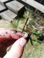 Nidulariaceae