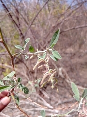 Indigofera oblongifolia