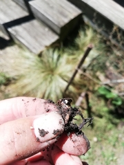 Nidulariaceae