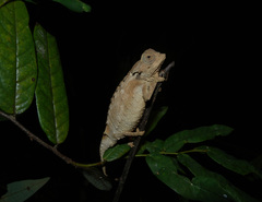 Decary's Leaf Chameleon photo 5