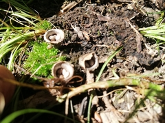 Nidulariaceae