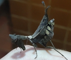 Acanthops falcataria