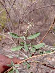Indigofera oblongifolia