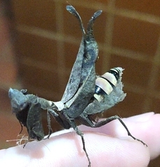 Acanthops falcataria