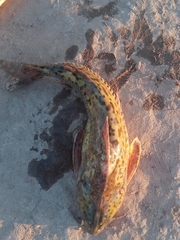 Rhinodoras dorbignyi