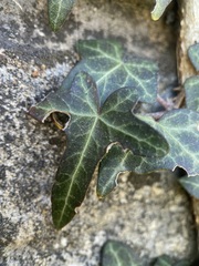 Hedera helix