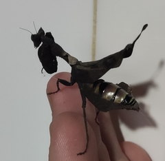 Acanthops falcataria