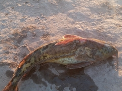 Rhinodoras dorbignyi