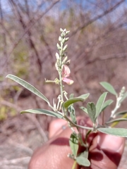 Indigofera oblongifolia