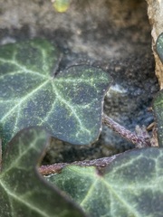 Hedera helix