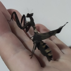 Acanthops falcataria