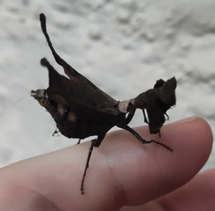 Acanthops falcataria