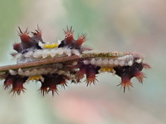 Doratifera vulnerans