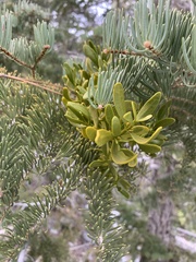 Phoradendron bolleanum