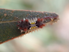 Doratifera vulnerans