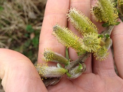 Salix sitchensis