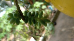Sedum burrito