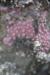 Haliclona cinerea