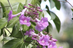 Podranea ricasoliana