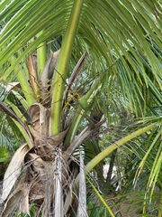 Cocos nucifera